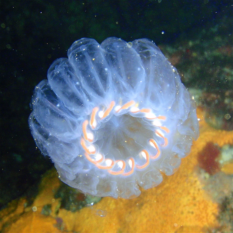  auteur autre Salp_colony,_Aorangaia_PA171899 