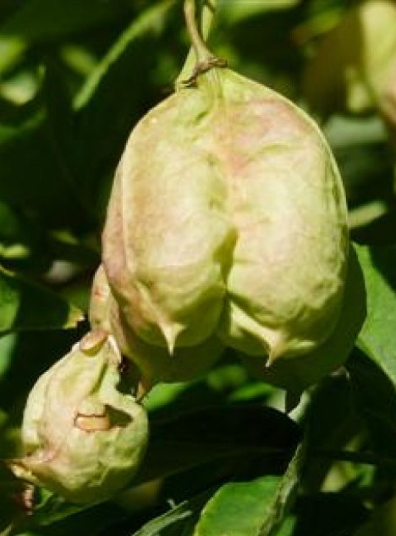  auteur autre staphylea_00 