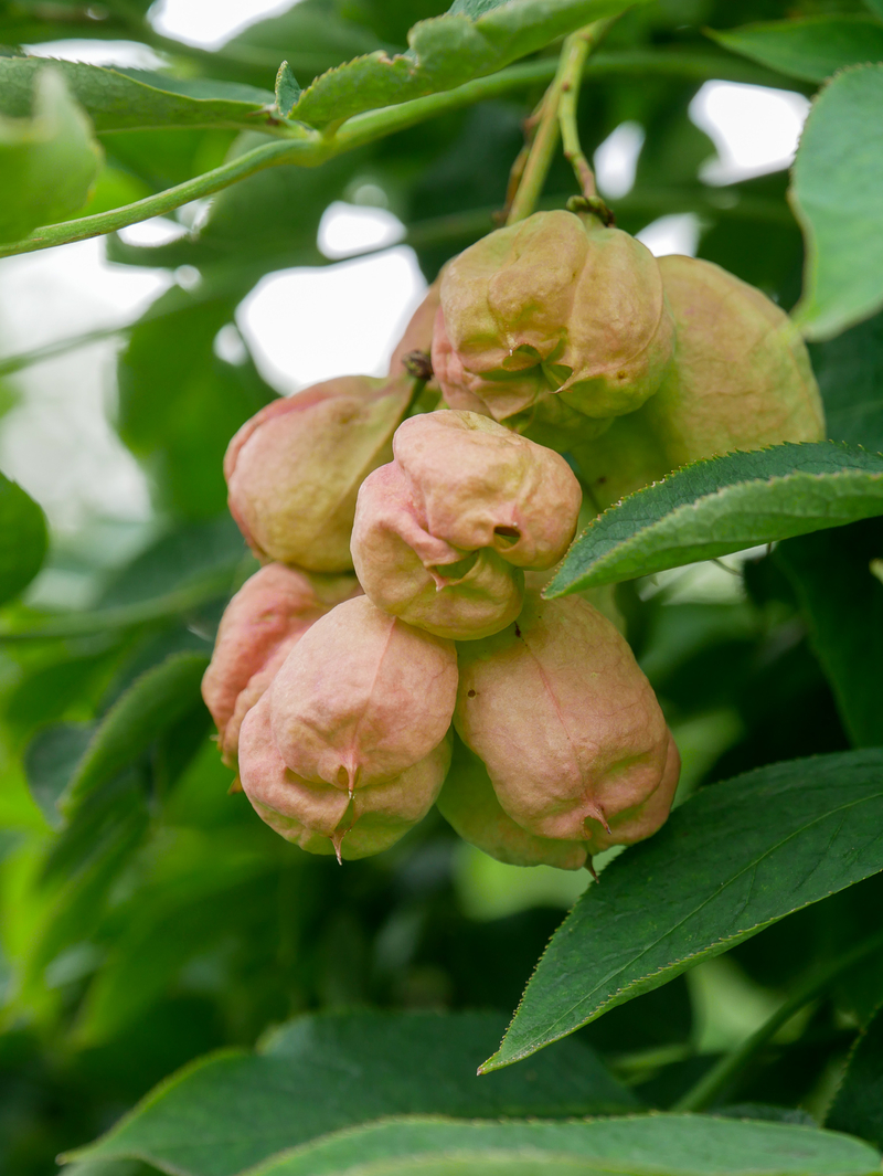  auteur autre staphylea_02 