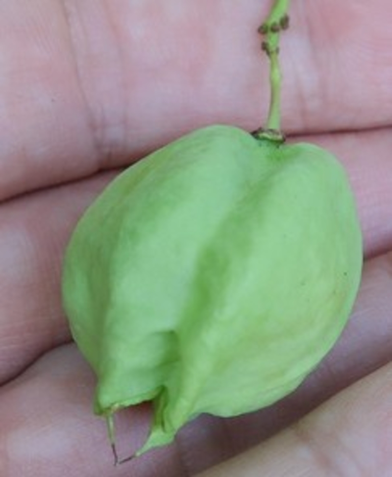  auteur autre staphylea_03 