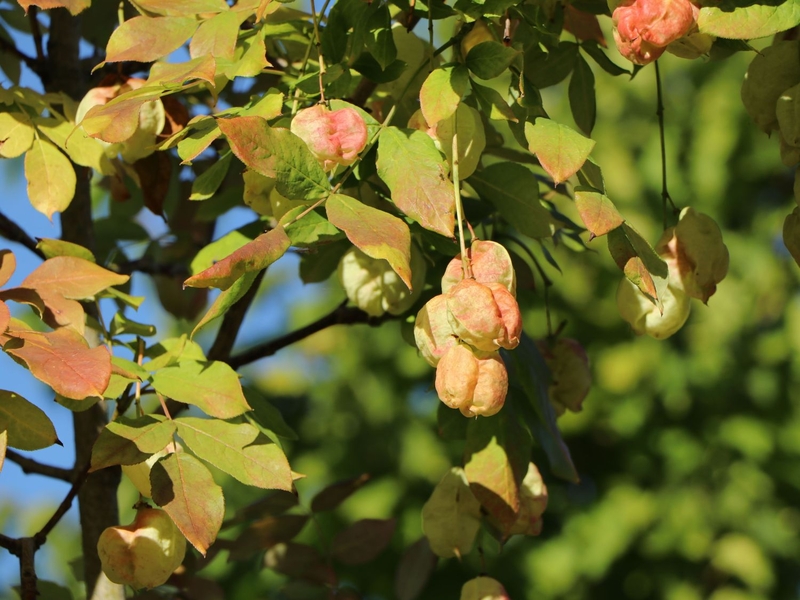  auteur autre staphylea_04 