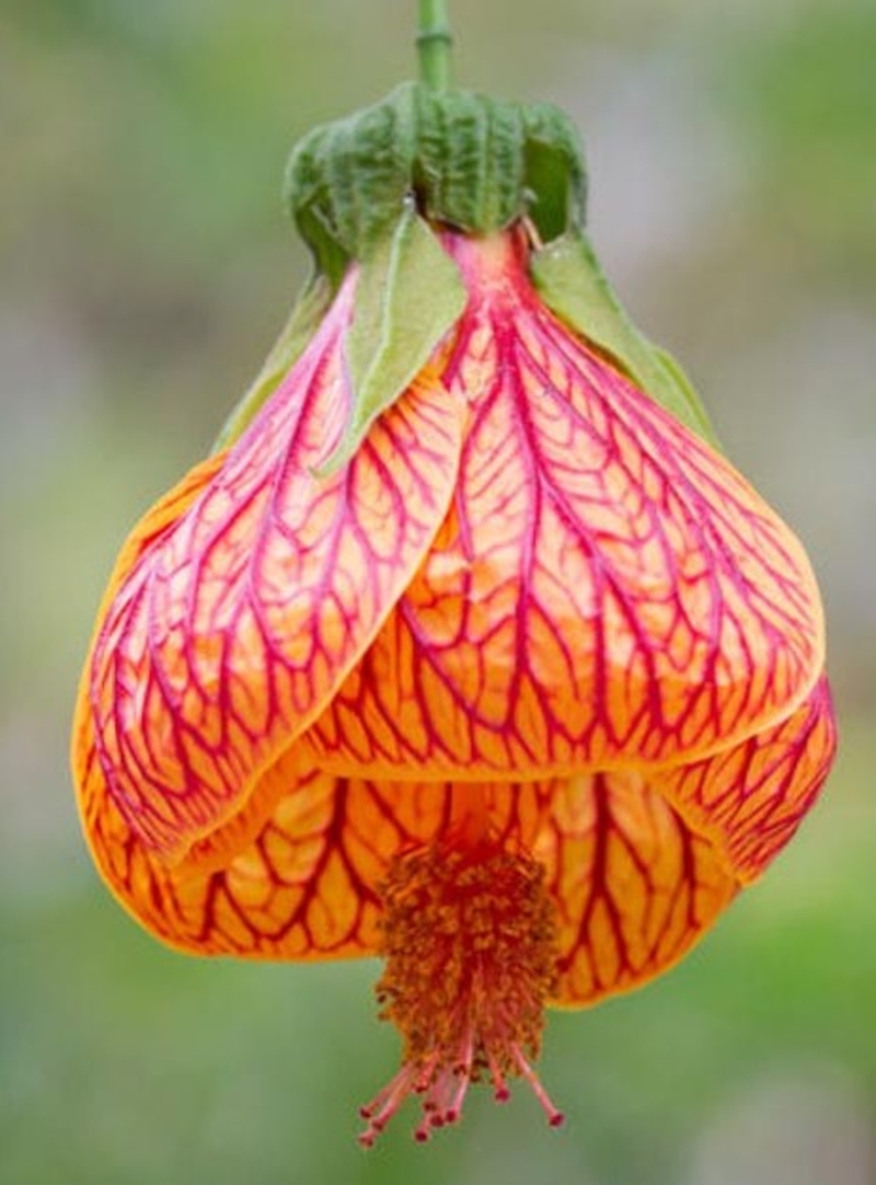  auteur autre abutilon_striatum_01.webp 