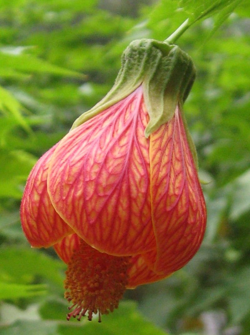  auteur autre abutilon_striatum_01 