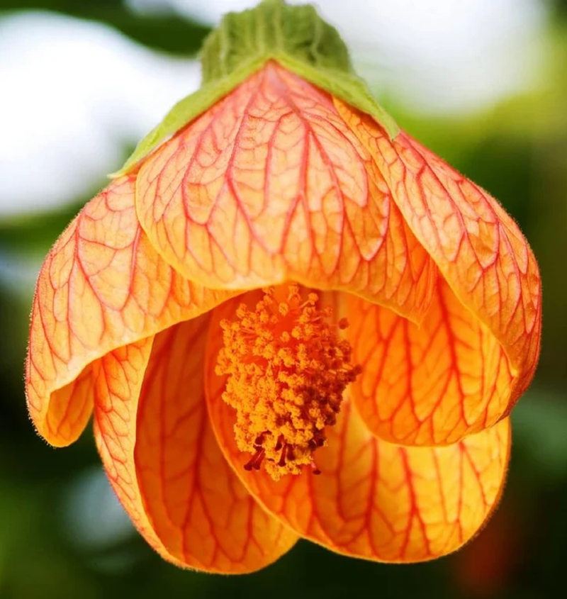  auteur autre abutilon_striatum_03 