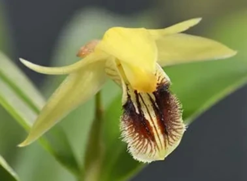  auteur autre coelogynes_00 