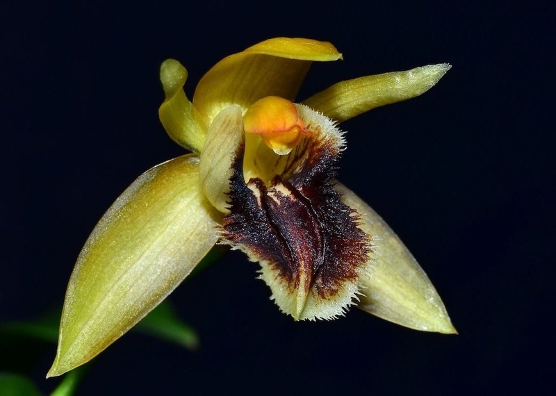  auteur autre coelogynes_04 