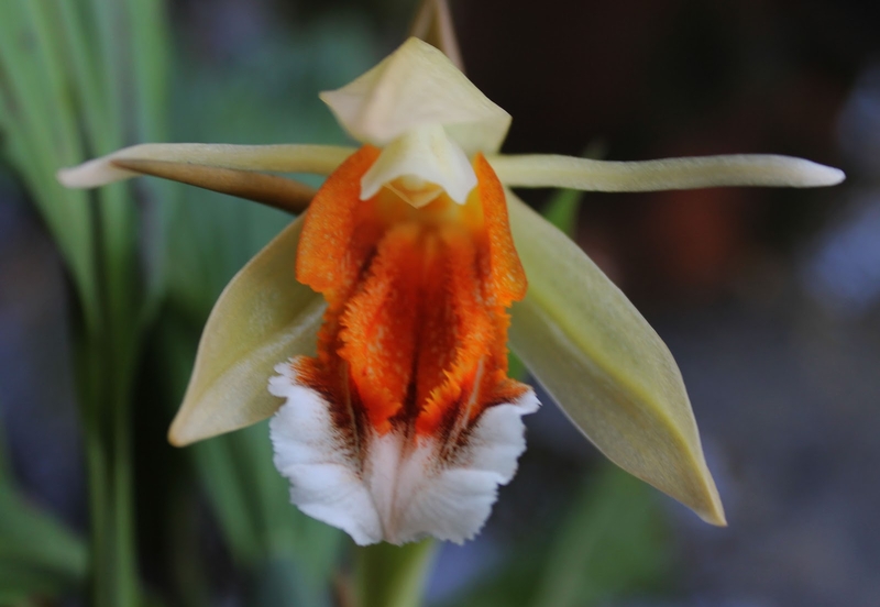  auteur autre coelogynes_05 