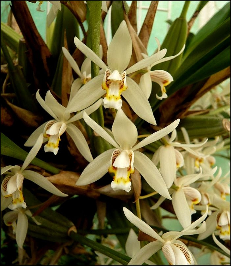  auteur autre coelogynes_06 