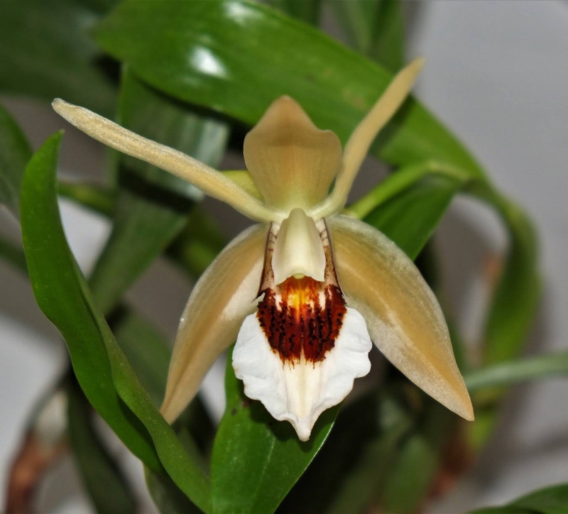  auteur autre coelogynes_07 