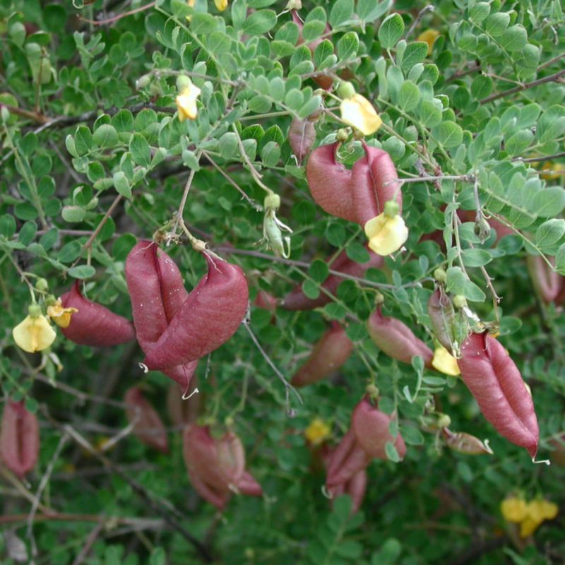 auteur autre colutea_arborescens_00 