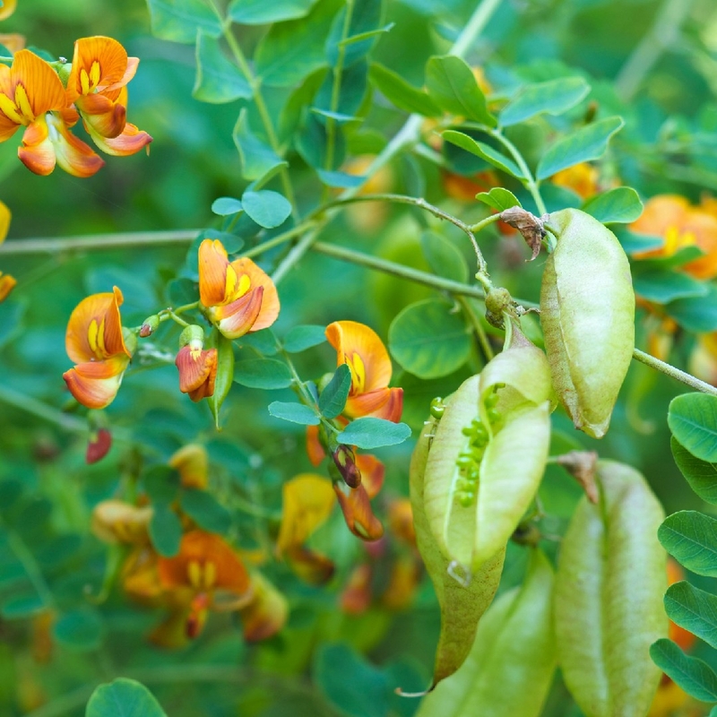 auteur autre colutea_arborescens_02 