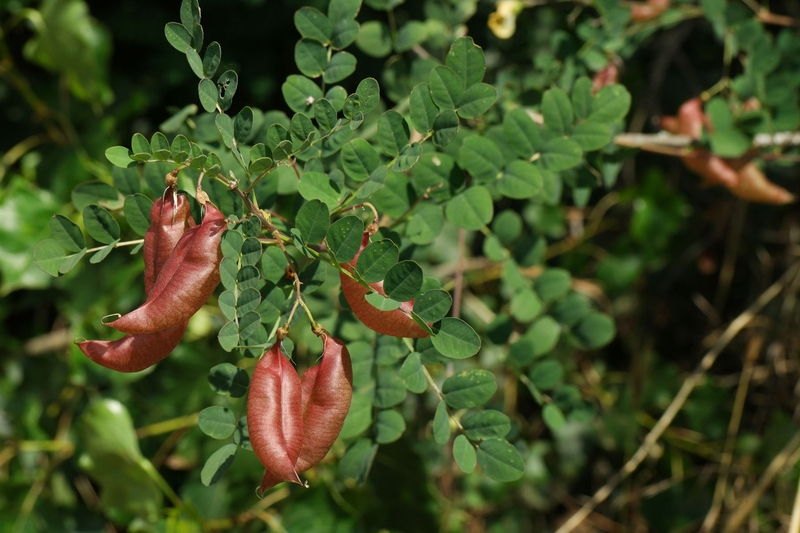  auteur autre colutea_arborescens_04 