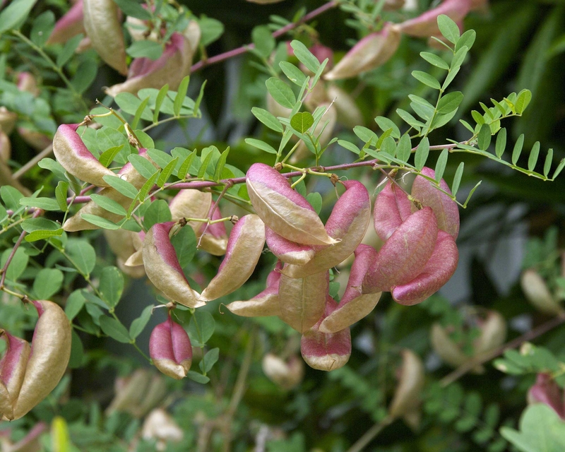  auteur autre colutea_arborescens_08 