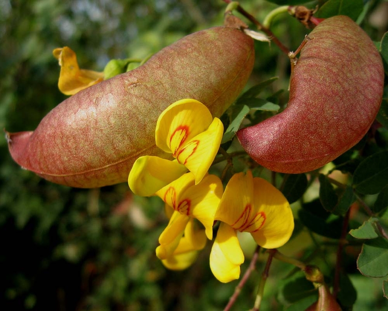  auteur autre colutea_arborescens_10 