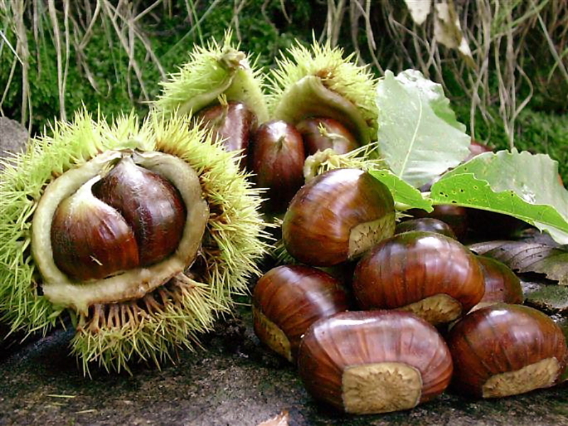  auteur autre chestnut_04 