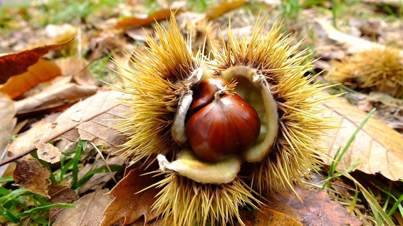  auteur autre chestnut_05 