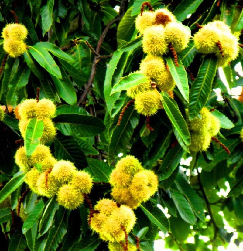  auteur autre chestnut_06 