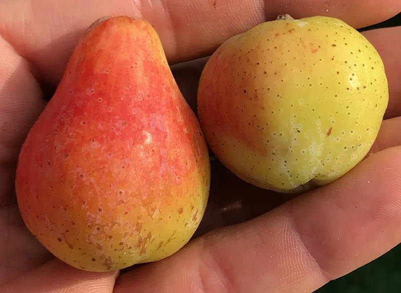  auteur autre surbus_domestica_00 