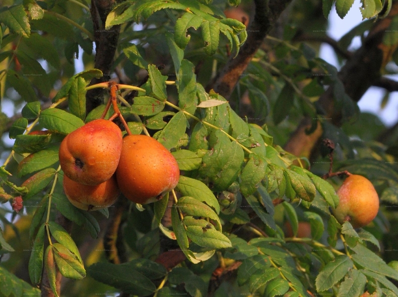  auteur autre surbus_domestica_01 