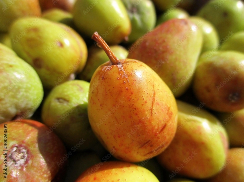  auteur autre surbus_domestica_04 