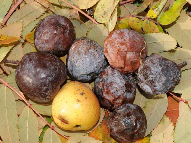  auteur autre surbus_domestica_05 