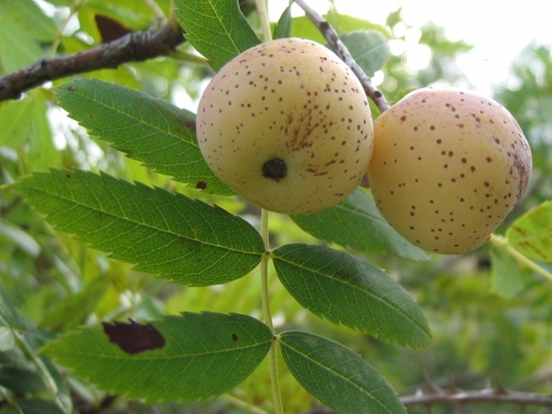  auteur autre surbus_domestica_06 