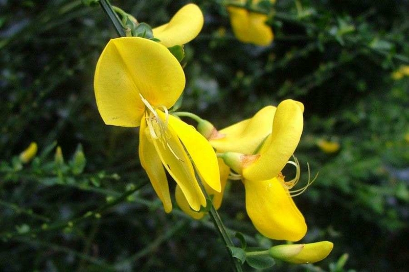  auteur autre cytisus_scoparius_04 