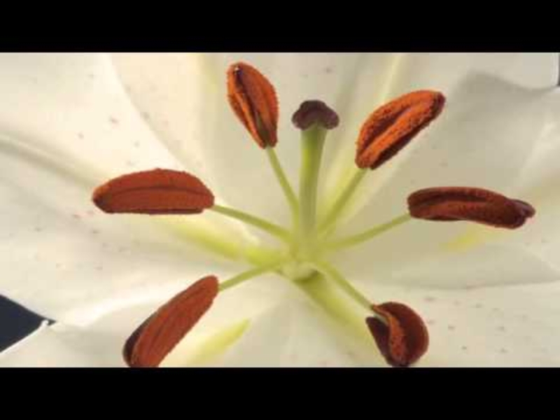  auteur autre anther_02 