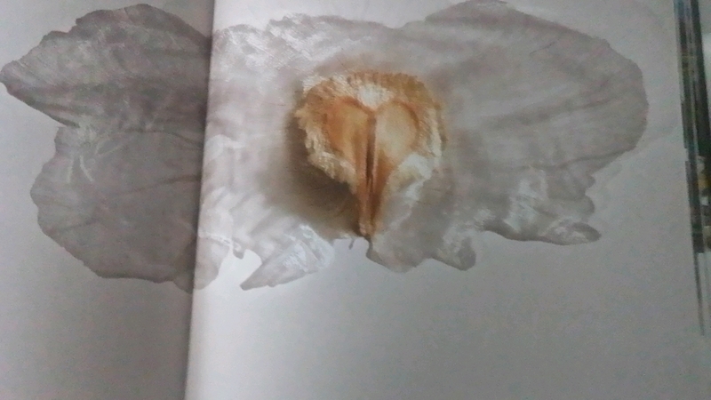  auteur autre spathodeae_00 