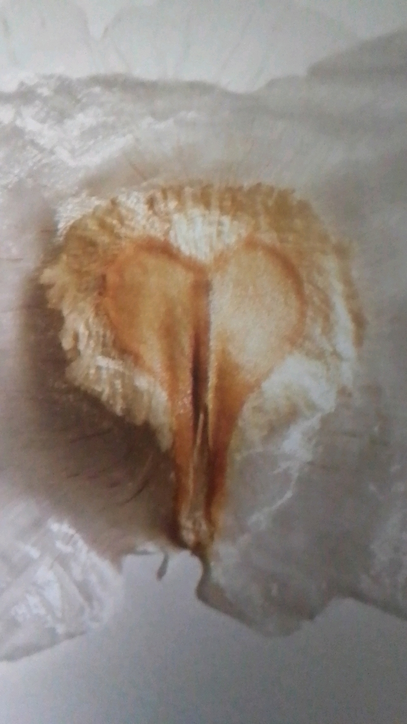  auteur autre spathodeae_01 