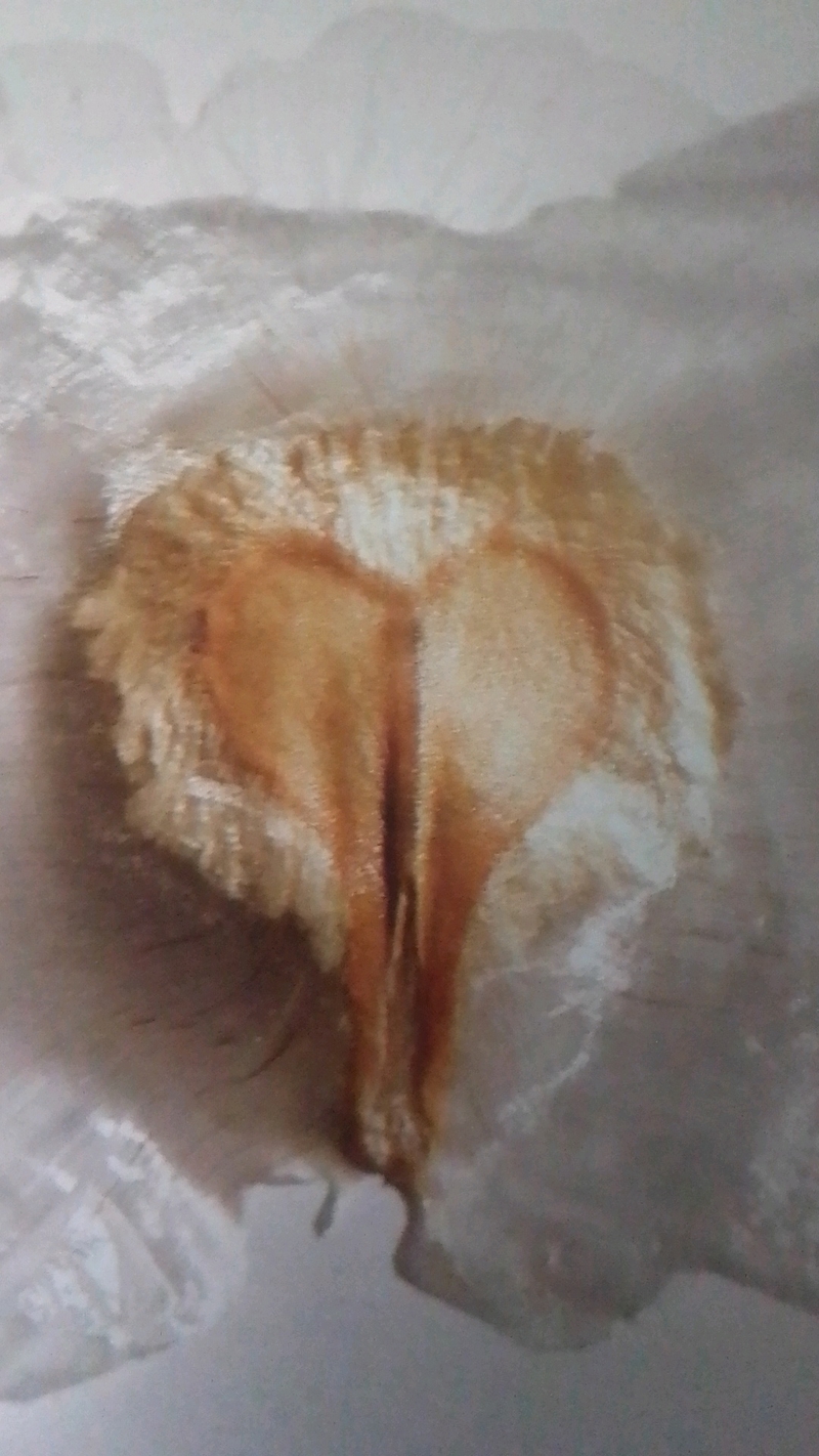  auteur autre spathodeae_03 