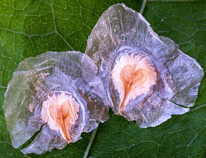  auteur autre spathodeae_04 