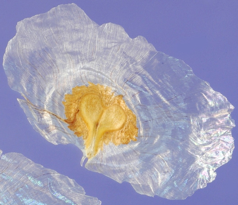  auteur autre spathodeae_05 