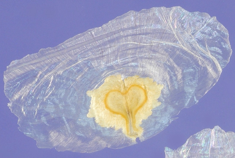  auteur autre spathodeae_06 