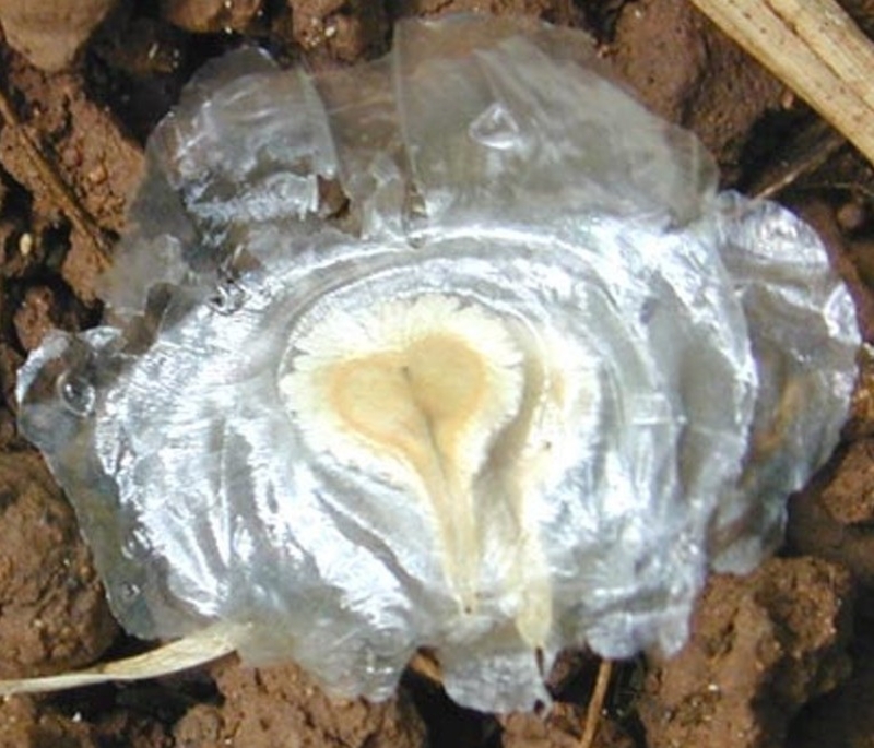  auteur autre spathodeae_08 