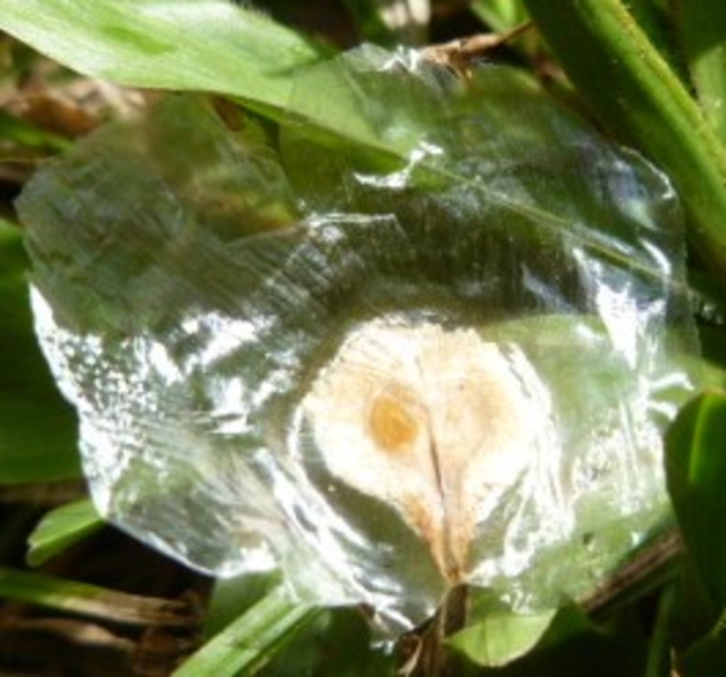  auteur autre spathodeae_09 