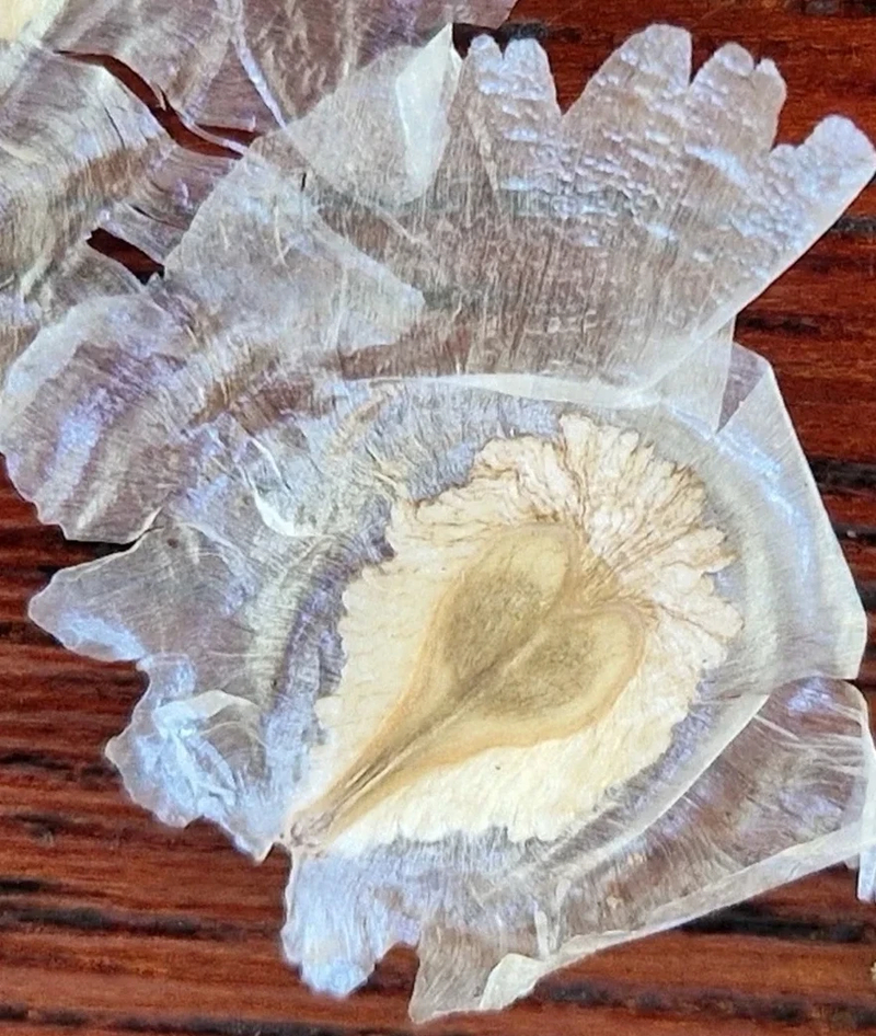  auteur autre spathodeae_10 