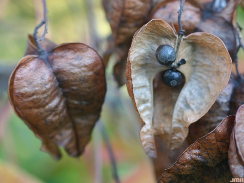  auteur autre koelreuteria_03 