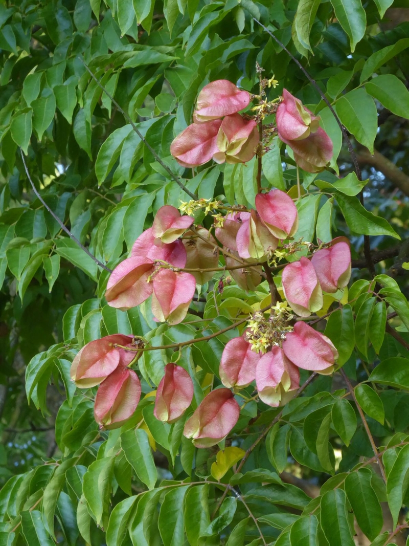  auteur autre koelreuteria_06 