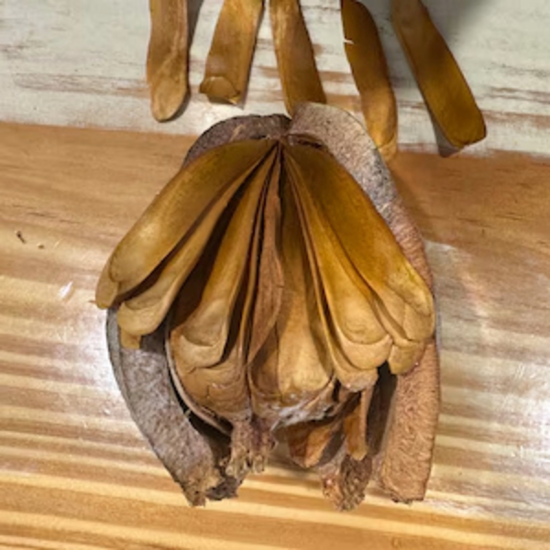  auteur autre swietenia_00 