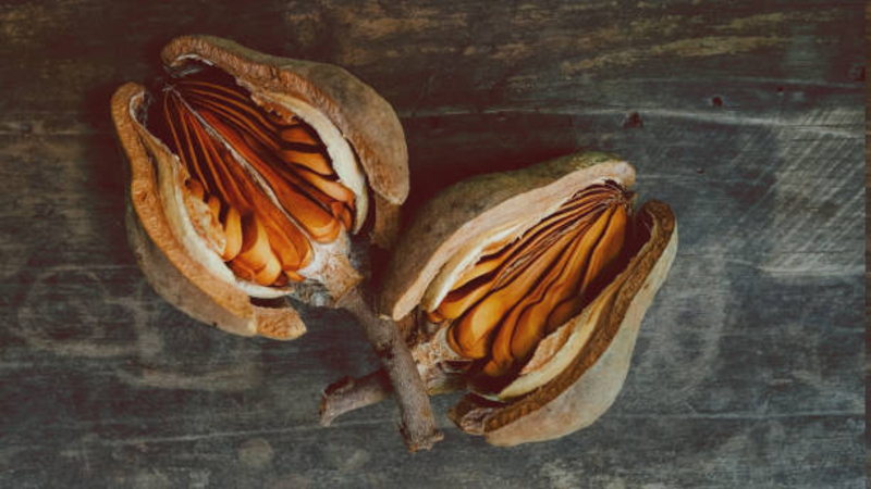  auteur autre swietenia_01 