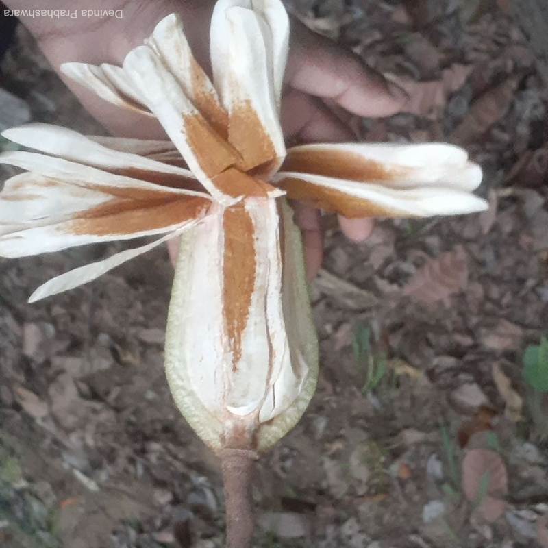  auteur autre swietenia_02 