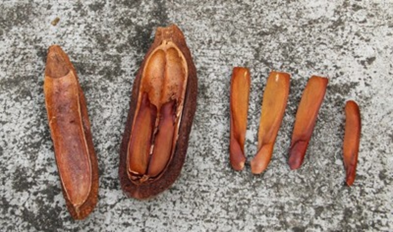  auteur autre swietenia_03 