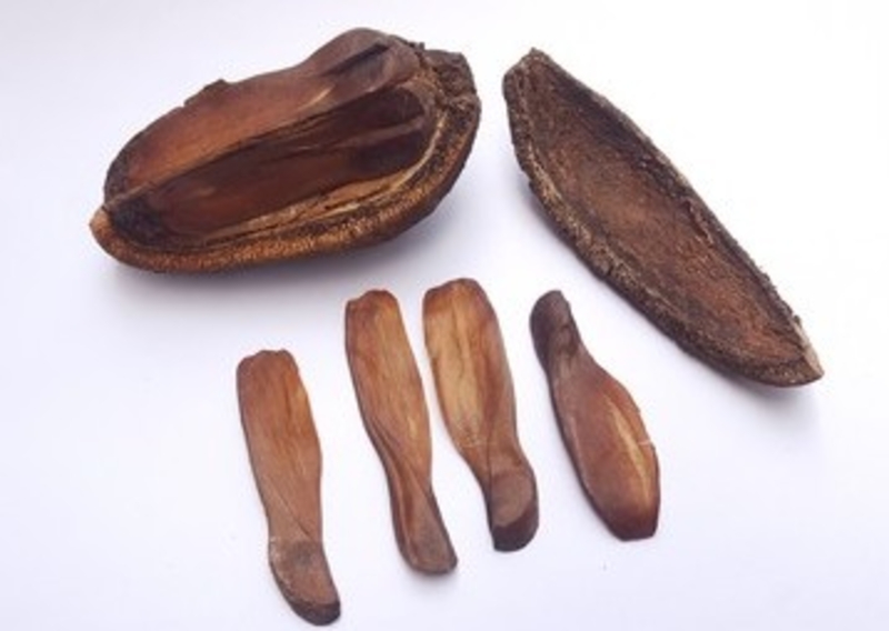  auteur autre swietenia_07 