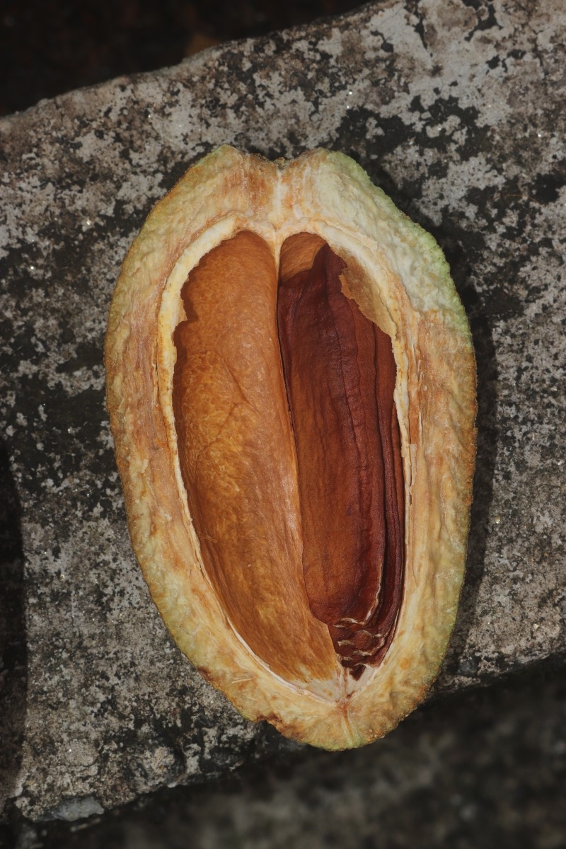  auteur autre swietenia_08 