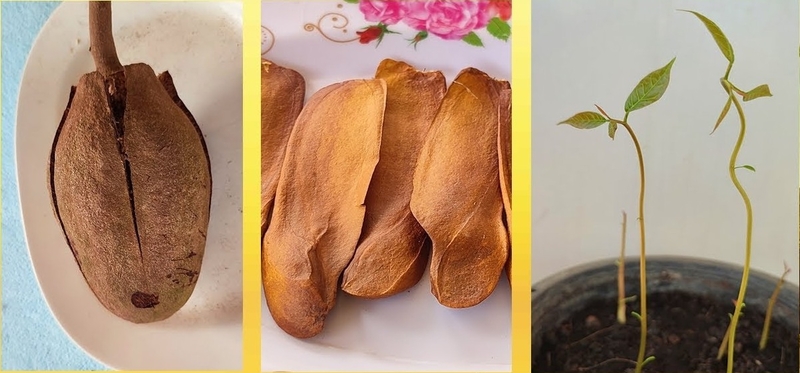  auteur autre swietenia_09 