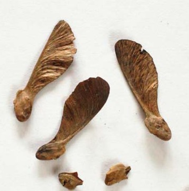  auteur autre trilochiton_00 