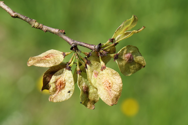  auteur autre ulmus_01 