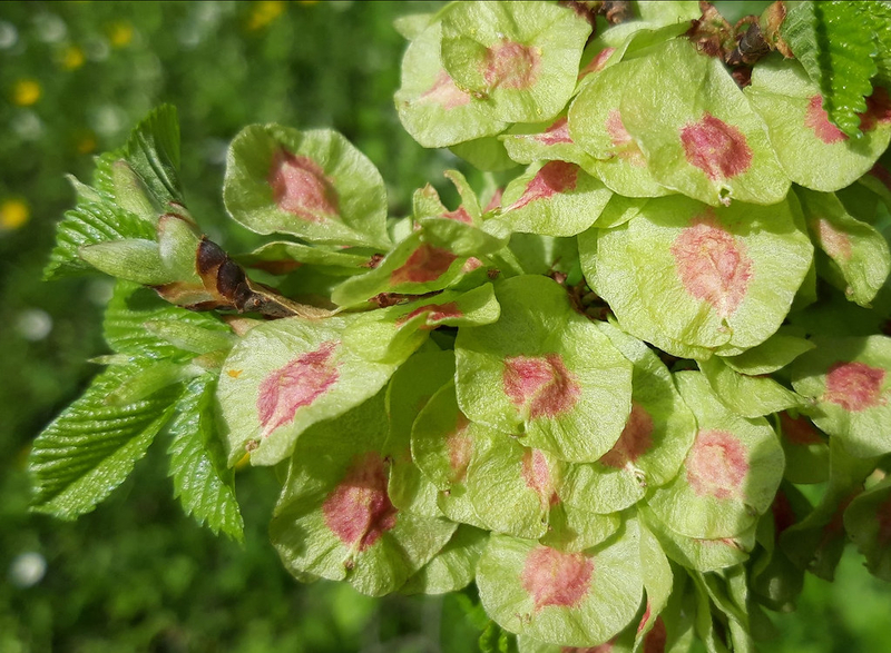  auteur autre ulmus_06 