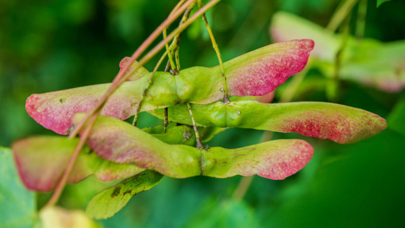  auteur autre acer_campestre_02 